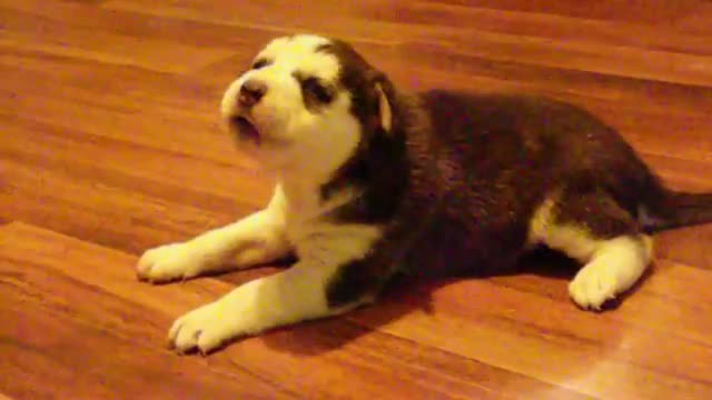 Puppy Learning To Howl