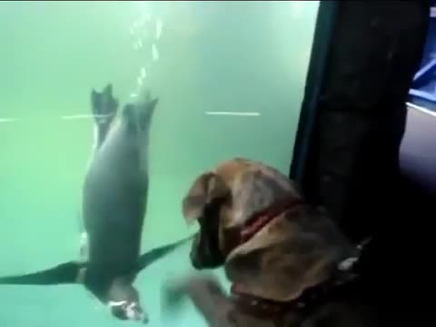 Dog Vs Penguin