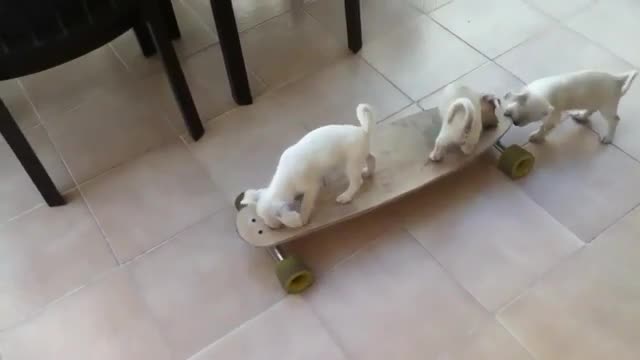 Puppies Skateboarding
