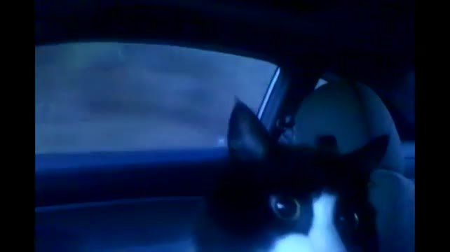 Cat Loves Car Rides