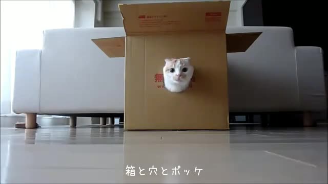 The Cat Box
