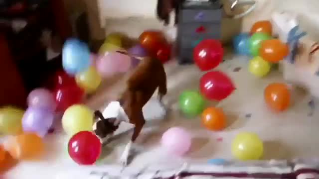 Dogs Birthday Present