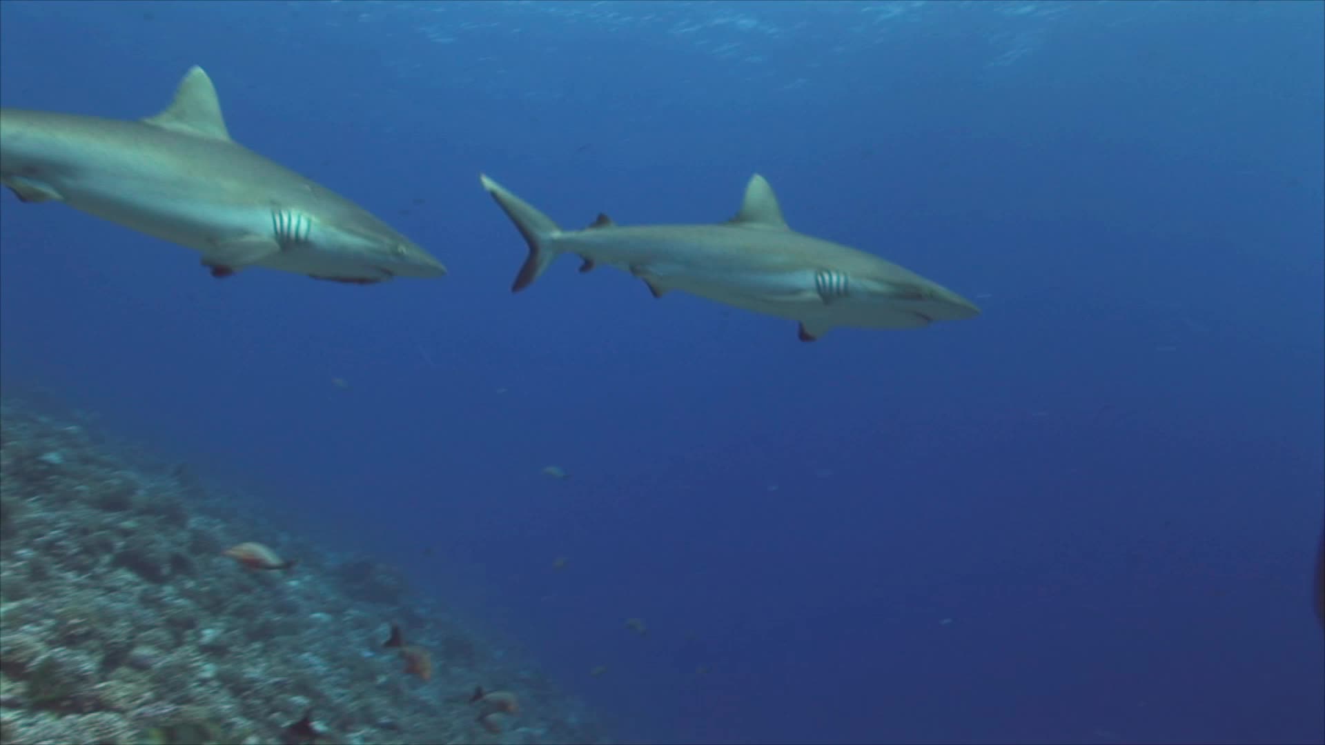 Grey Reef Sharks on a Coral Reef