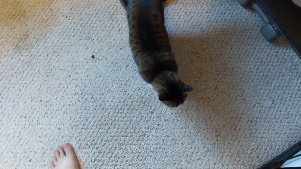 Cat Is Very Confused By Missing Glass