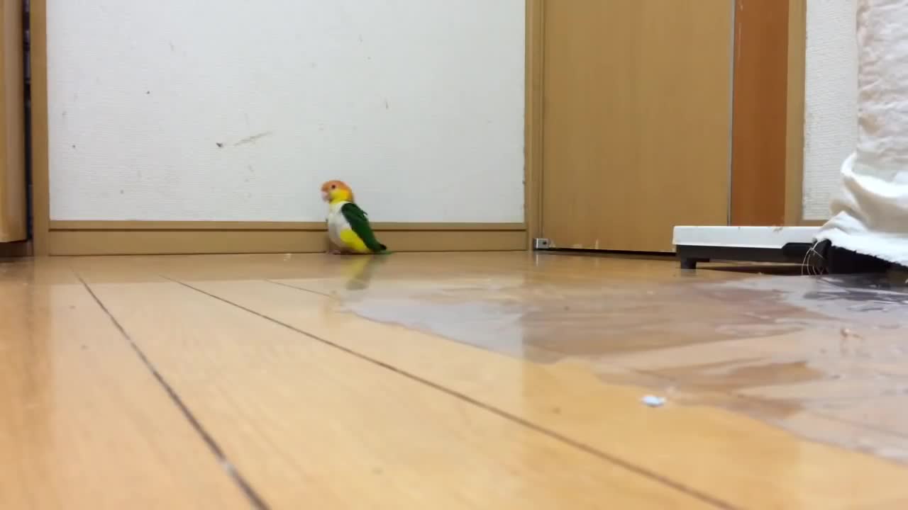 The Stomping Parrot