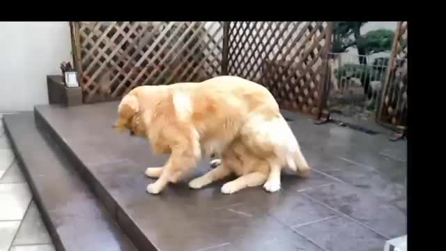 Magic Dog Hiding Under Another Dog