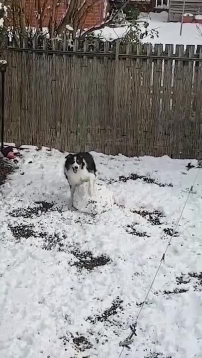Dog & Snowman