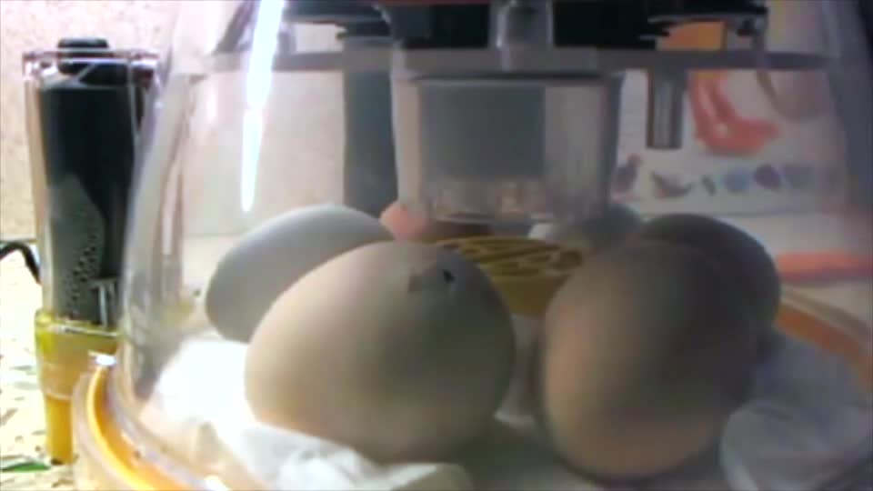 Chick Incubation Project