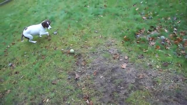 Dog Plays Fetch With Itself
