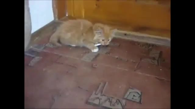 Kitten With Addiction