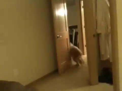 Over Excited Dog Fails