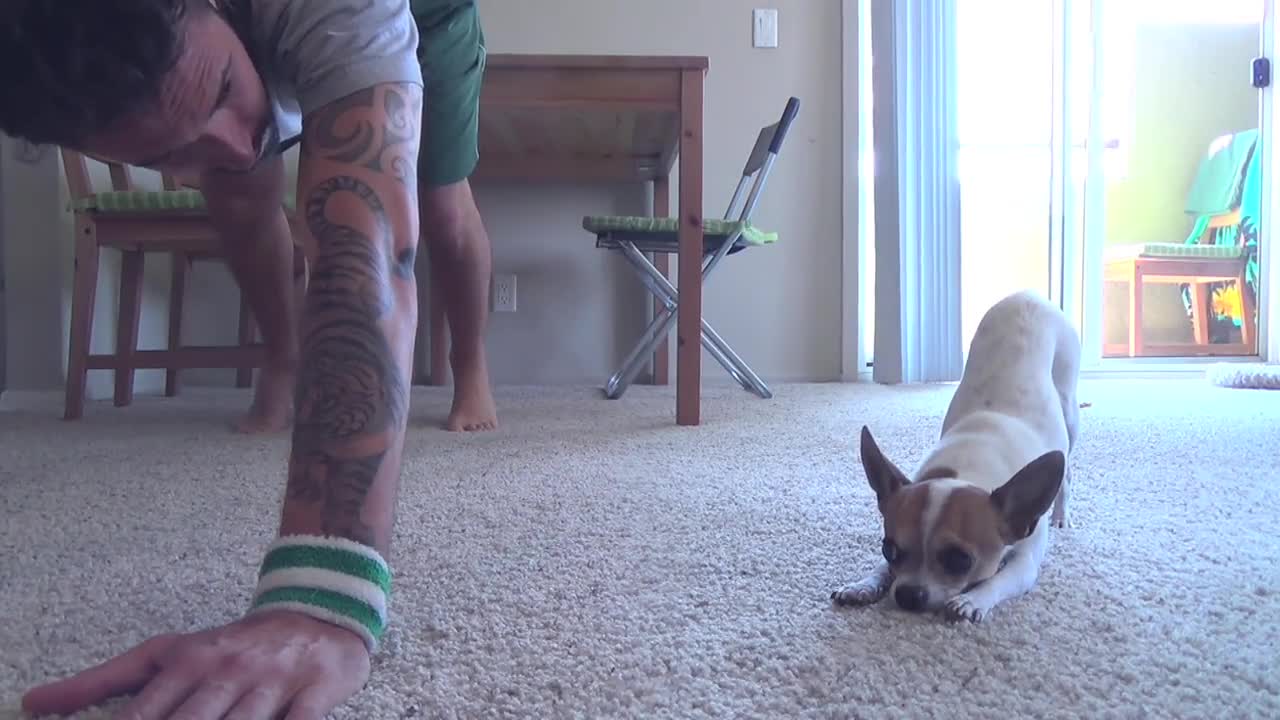 Chihuahua Yoga