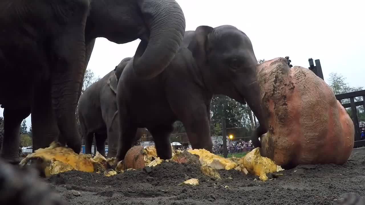 Elephants Vs Pumpkins