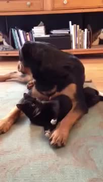 Dog Loves The Cat