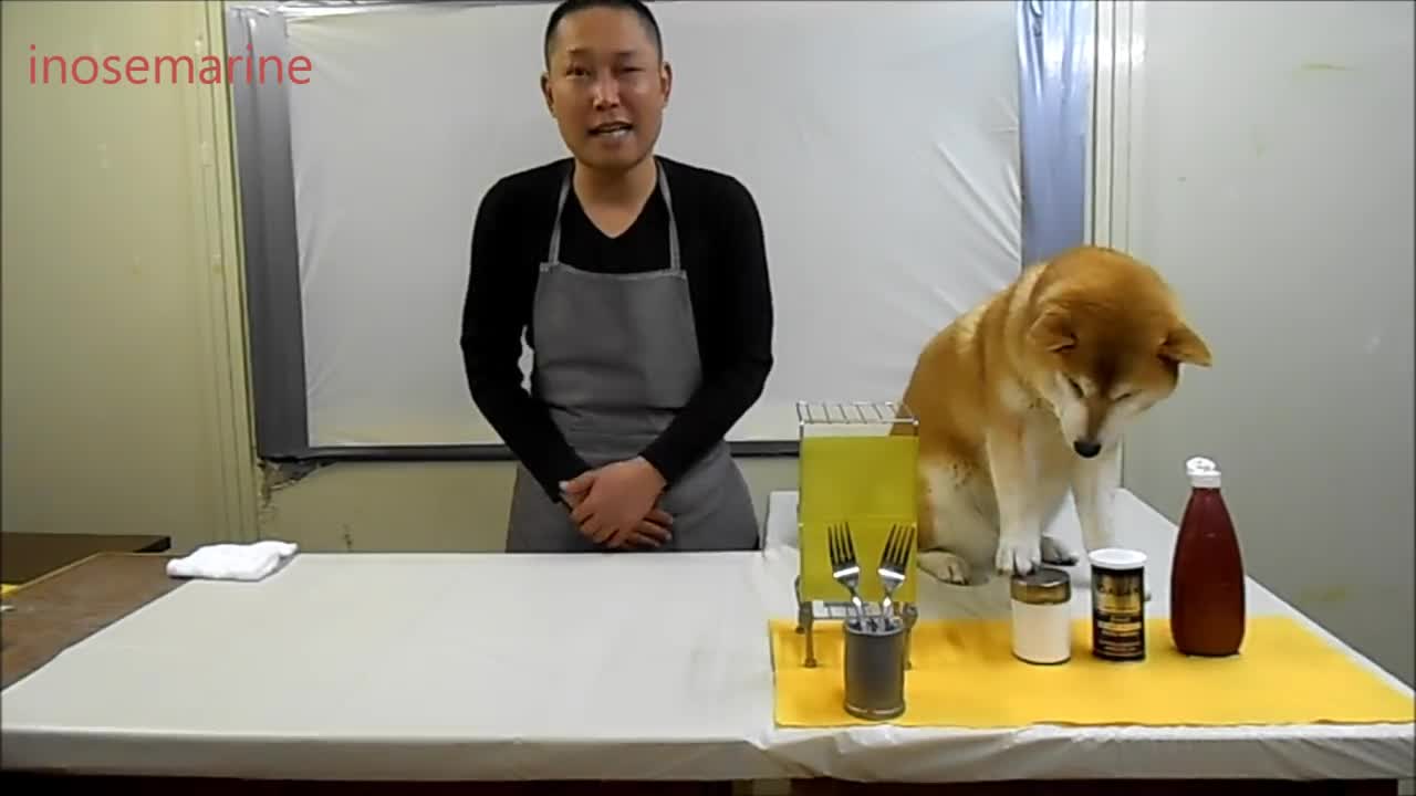 Dog Takes Over Cooking Show