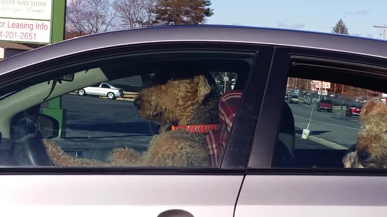 Impatient Dog Honking The Horn