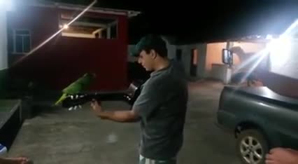 Parrot And Guitarist Duet
