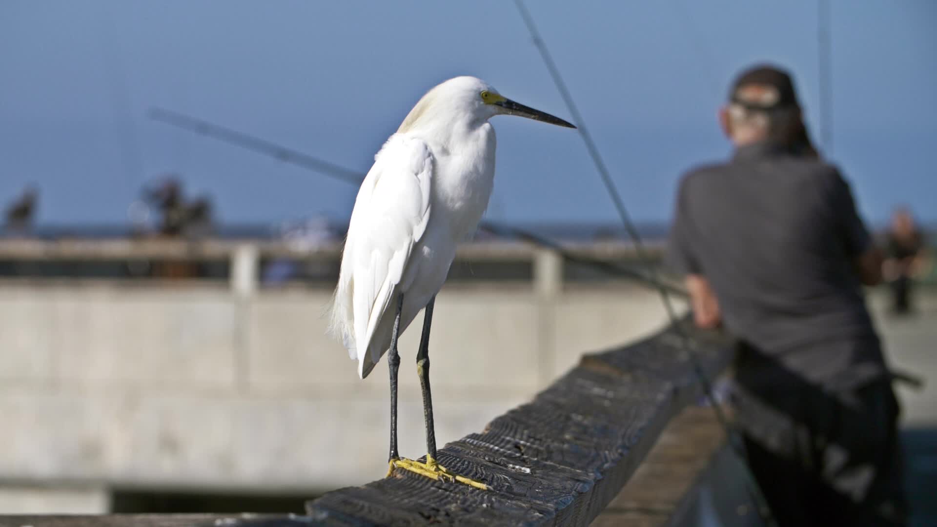 Snowy Egret on Fishing Pier