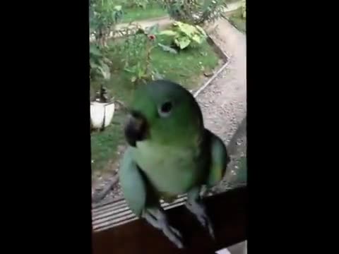 The Laughing Parrot