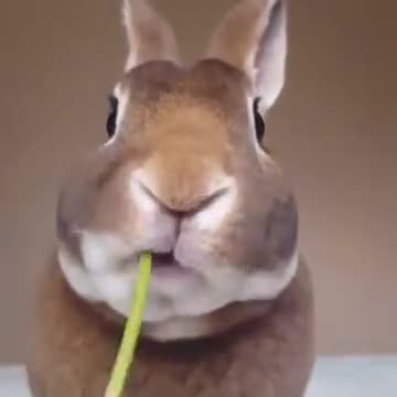 Rabbit Eats A Flower