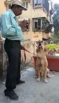 Intelligent Doggy Who Loves Maths