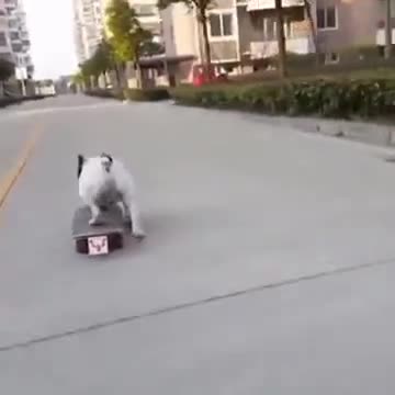 A Skating Loving Dog