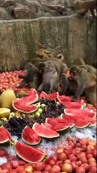 When Monkeys Eat Healthier Than Humans