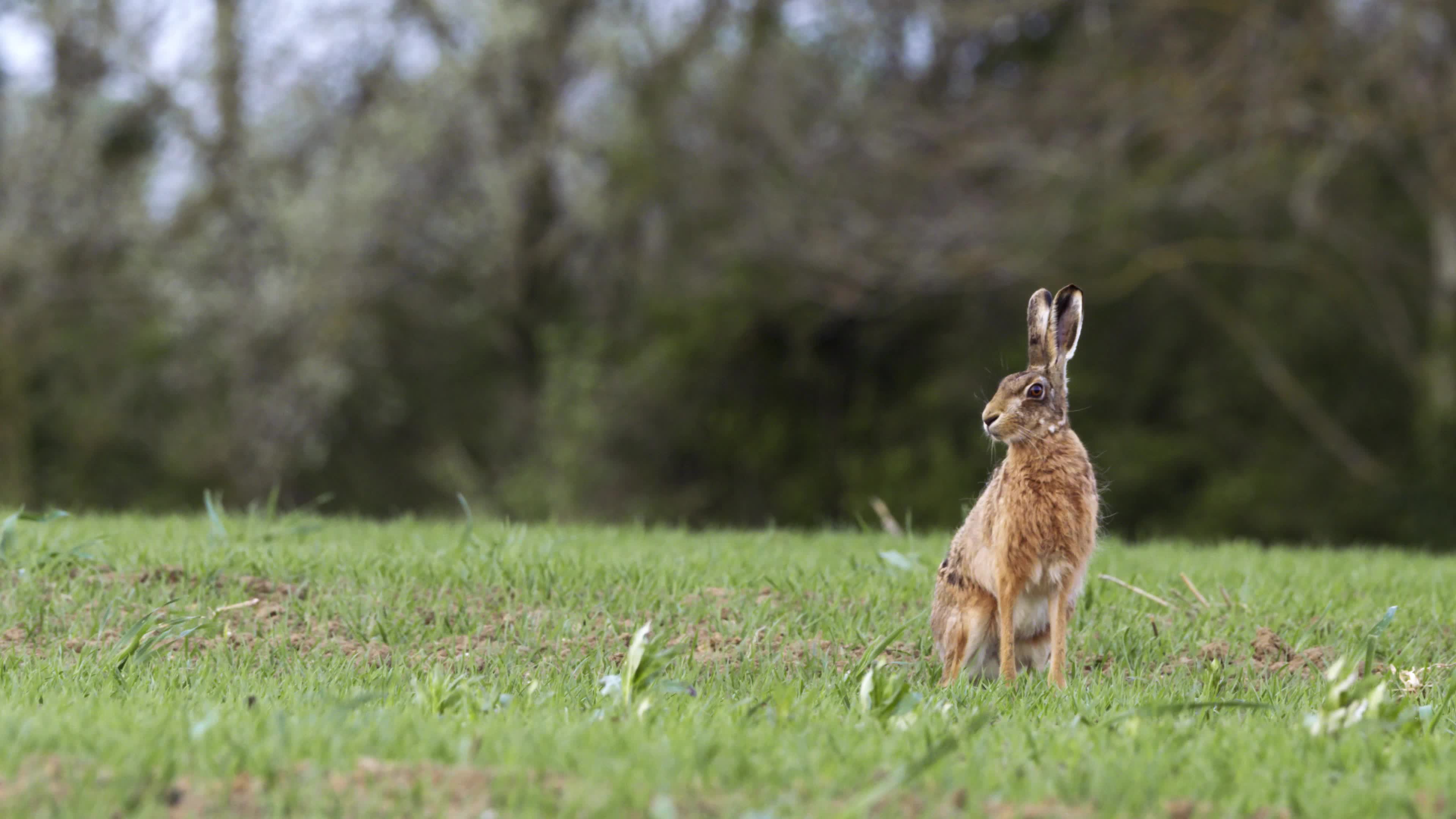 Hare Roaming on Grassland