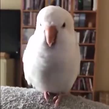And Here We Have DJ Parrot
