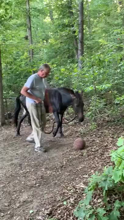 Mule Loves Playing Basketball