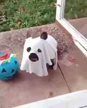 The Cutest Ghost Ever