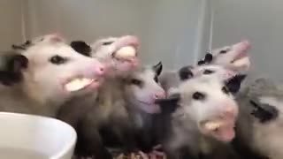 Opossums Eating Bananas