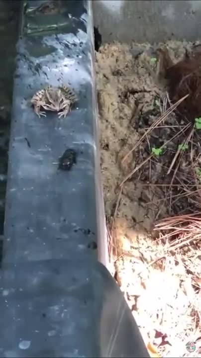 Frog Vs Defensive Beetle