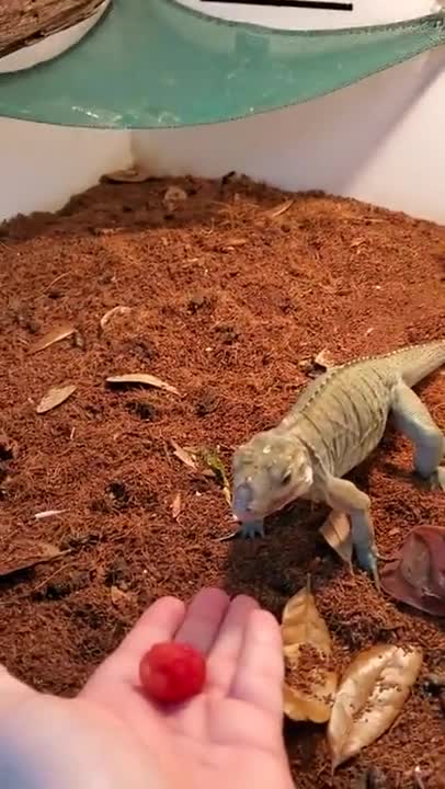 Pet Iguana Absolutely Loves Raspberry!