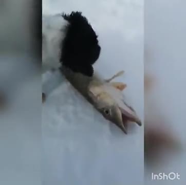 Almost Dead Fish Springs Back To Life
