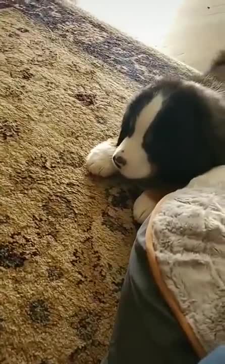 Pupper's Encounter With A Squeaky Toy!