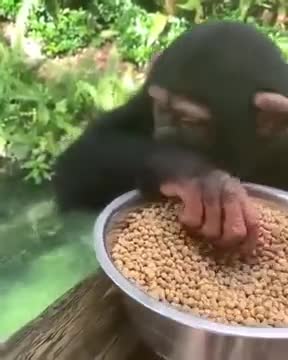 Chimpanzee Is Feeding The Fishes!