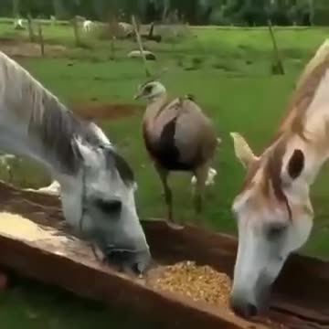 Horse Doesn't Like Sharing A Food With An Ostrich