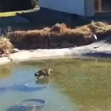 Cat Tries To Catch Fish Under Frozen Lake