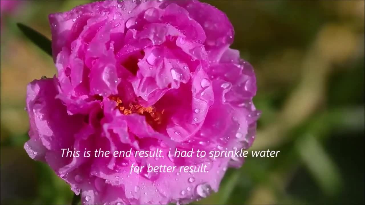 Portulaca Grandiflora Blossom Timelapse