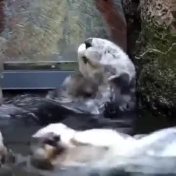 Otter Enjoying Water