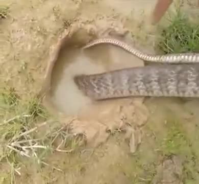 Using A Snake To Catch Fish