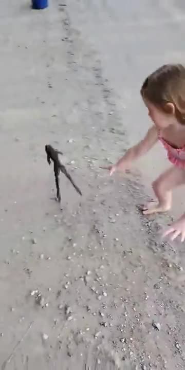 Little Girl Playing With A Frog