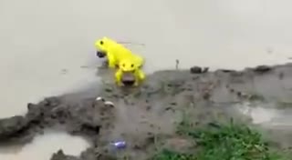 Have You Seen Yellow Frogs?