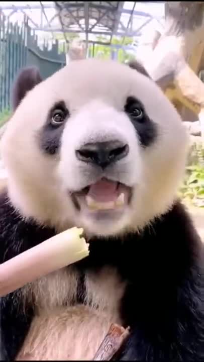 Panda Eating A Young Bamboo Tree