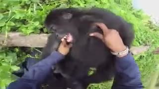 Do Gorillas Feel Ticklish?