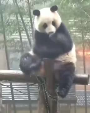 Pandas Are Boring