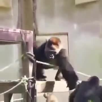 Silverback Gorilla Ruling Others