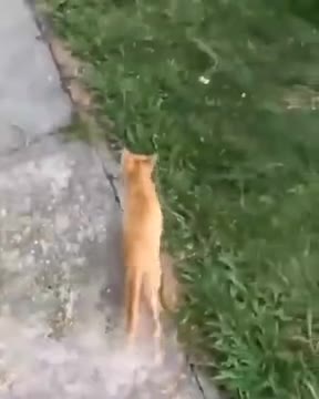 Kitten Attacking Dog
