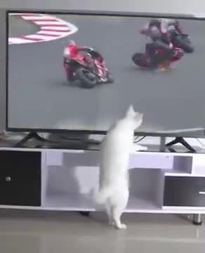 White Cat Spreading Bad Luck